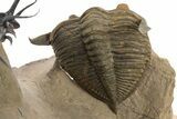 Spectacular Flying Dicranurus Trilobite With Zlichovaspis #334922-7
